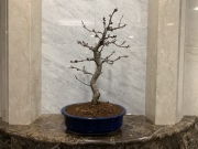 八重の輝（やえのかがやき）TBSビビット放送商品　桜盆栽