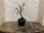 さくらんぼ（サクランボ）TBSビビット放送商品　桜盆栽