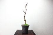 旭山桜,苔,苔玉,ミニ盆栽,盆栽通販,