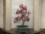 豆桜（マメザクラ）TBSビビット放送商品　桜盆栽