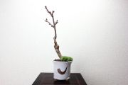 旭山桜,苔,苔玉,ミニ盆栽,盆栽通販,