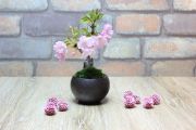 旭山桜(一才桜),苔,苔玉,ミニ盆栽,盆栽通販,