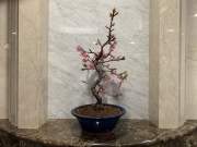 寒桜（カンザクラ）TBSビビット放送商品　桜盆栽