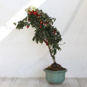 【送料無料】 ローヤ柿（老爺柿）紅天狗  盆栽　希少！ 【現品】