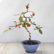 ローヤ柿（老爺柿）