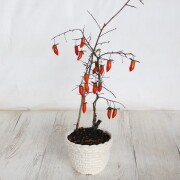 【送料無料】 ローヤ柿（老爺柿）夢の雫  盆栽　希少！ 【現品】