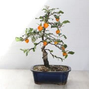 ローヤ柿（老爺柿）黄実