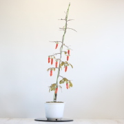 【送料無料】夢の雫 ローヤ柿（老爺柿） 盆栽　希少！ 【現品】