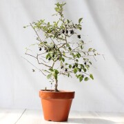 【送料無料】 ローヤ柿（老爺柿）黒鳳  盆栽　希少！ 【現品】