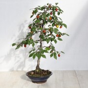 ローヤ柿（老爺柿）瓜雅二世