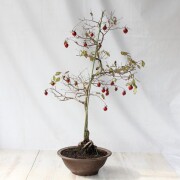 【送料無料】 ローヤ柿（老爺柿）天王  盆栽　希少！ 【現品】