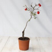 【送料無料】 ローヤ柿（老爺柿）世界一  盆栽　希少！ 【現品】