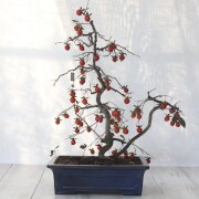 【送料無料】 ローヤ柿（老爺柿）緋玉  盆栽　希少！ 【現品】