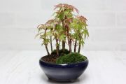 山もみじ寄せ植え,苔,苔玉,ミニ盆栽,盆栽通販,