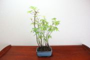 モミジ寄せ植え,苔,苔玉,ミニ盆栽,盆栽通販,
