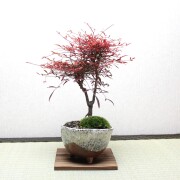 【御朱印巡り♡♡】秋の風情☆美しきイロハモミジと南天の苔盆栽 盆栽鉢付き 御朱印巡り♡♡】秋の風情☆美しきイロハモミジと南天の苔盆栽 盆栽