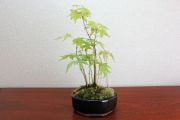 山モミジ,苔,苔玉,ミニ盆栽,盆栽通販,