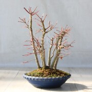 山モミジ　小品盆栽