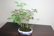 モミジ寄せ植え,苔,苔玉,ミニ盆栽,盆栽通販,