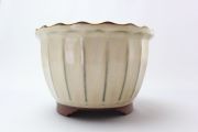 輪花,クリーム,6号,中国鉢,植木鉢