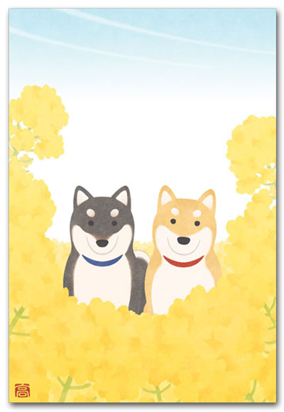 菜の花と柴犬