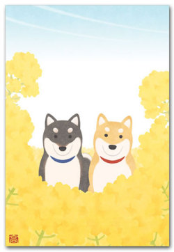 菜の花と柴犬