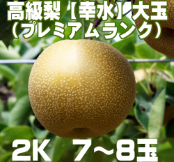 温室栽培のプレミアムランク【幸水】梨2K (7～8玉)