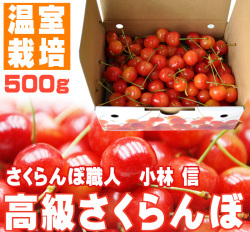 母の日ギフト高級さくらんぼ（温室栽培）500g（2～3人前）