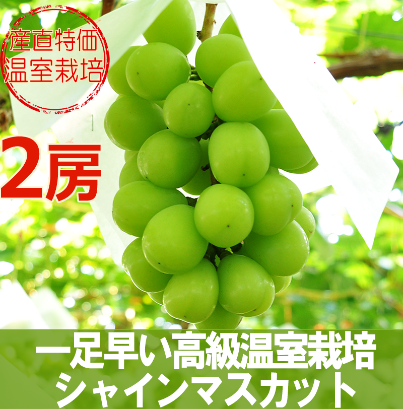 山梨産直　温室シャインマスカット2房 温室栽培の高級シャインマスカット (2房) | 山梨県南アルプス市