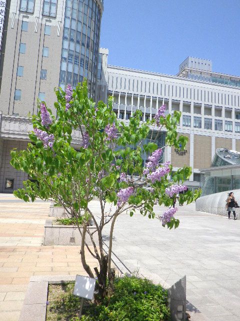 2012ライラックまつり