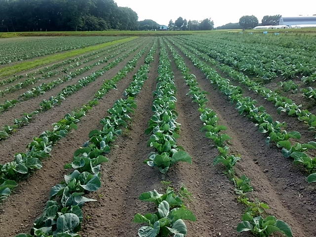 カリフラワー畑