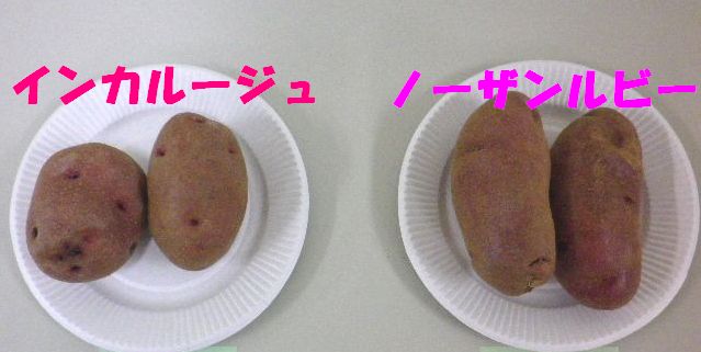 ジャガイモ講座
