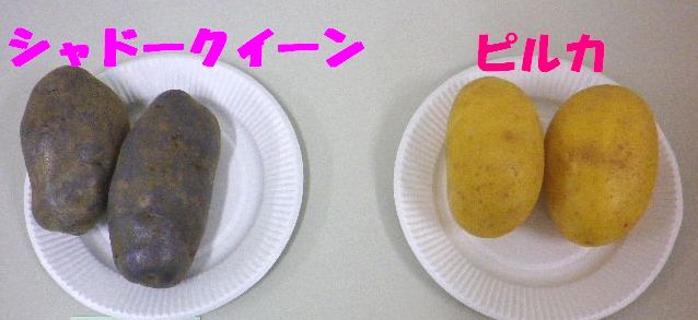ジャガイモ講座