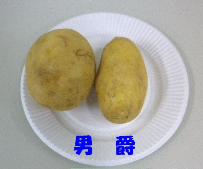 ジャガイモ講座
