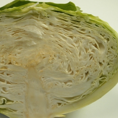 寒玉キャベツ