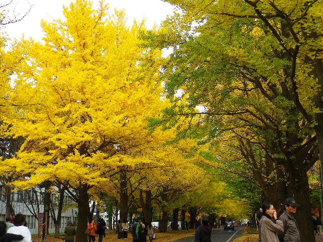 2011.北大並木