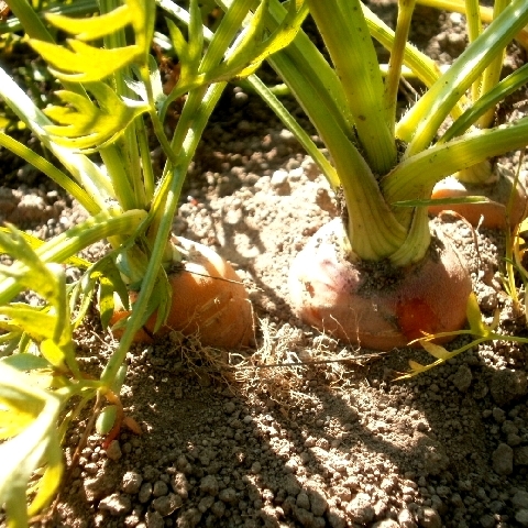 ニンジン生長中