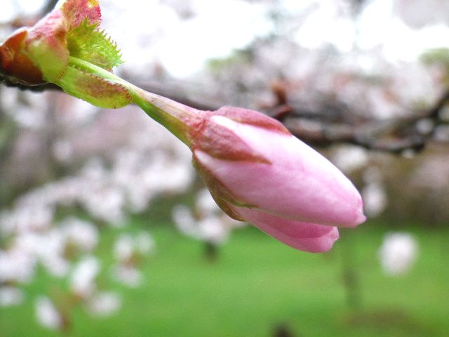 2012桜