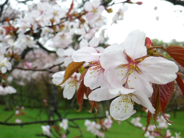 2012桜