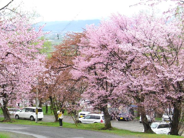 2012桜