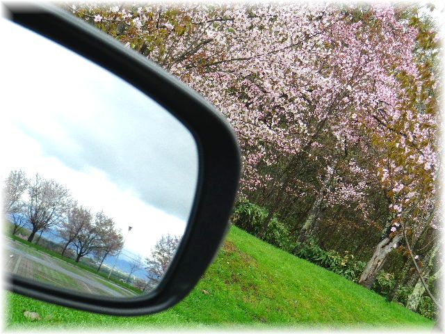 2012桜