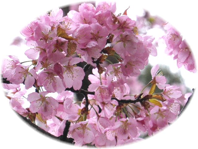 2012桜