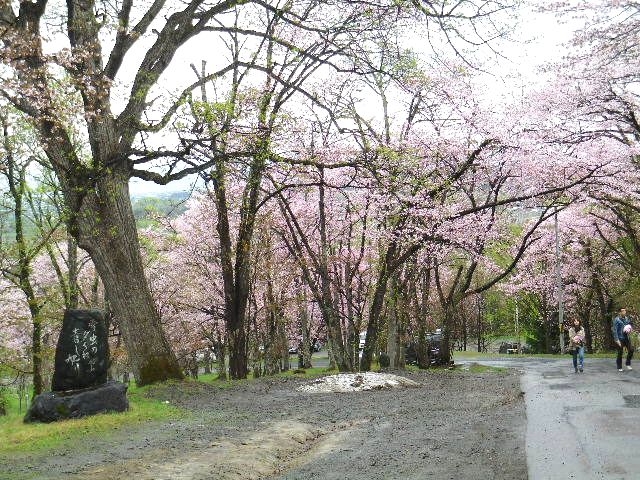 2012桜