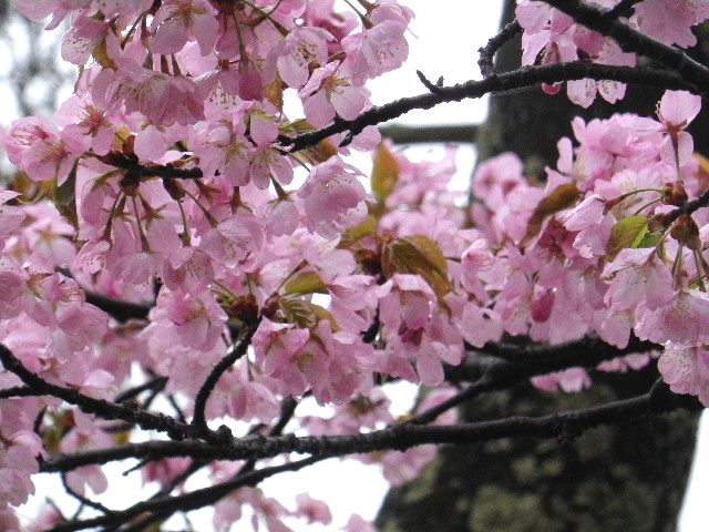 2012桜