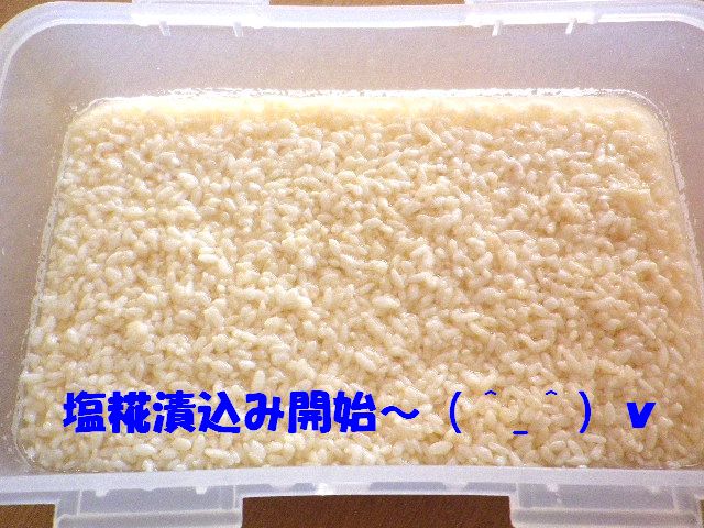 塩糀2