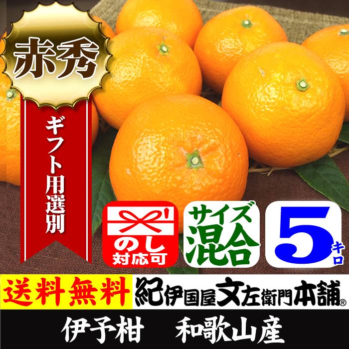 【順次出荷】伊予柑 いよかん ５kg【送料無料】秀品 サイズ混合 和歌山県 有田産 みかんの本場の春かんきつ5キロ詰め／０～３営業日で順次出荷中【お届け日指定不可】