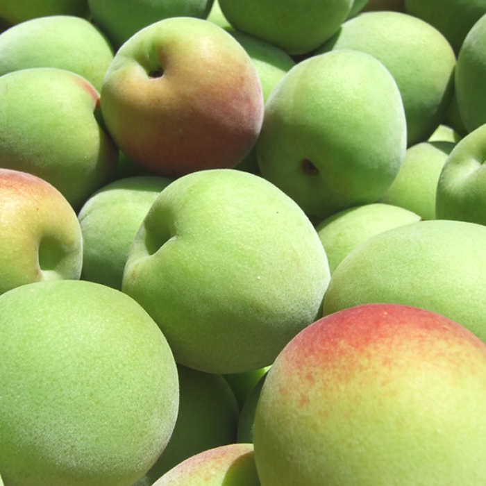 【予約販売】　朝獲り手選別 青梅 生梅 古城品種（ごじろ）【　M　】５ｋｇ入【梅酒用】紀州和歌山産/5月中頃から順次発送予定