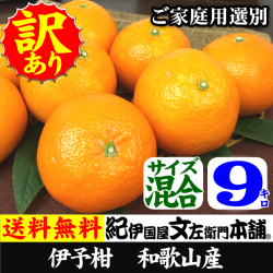 マルス　伊予柑