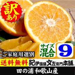 田の浦オレンジ