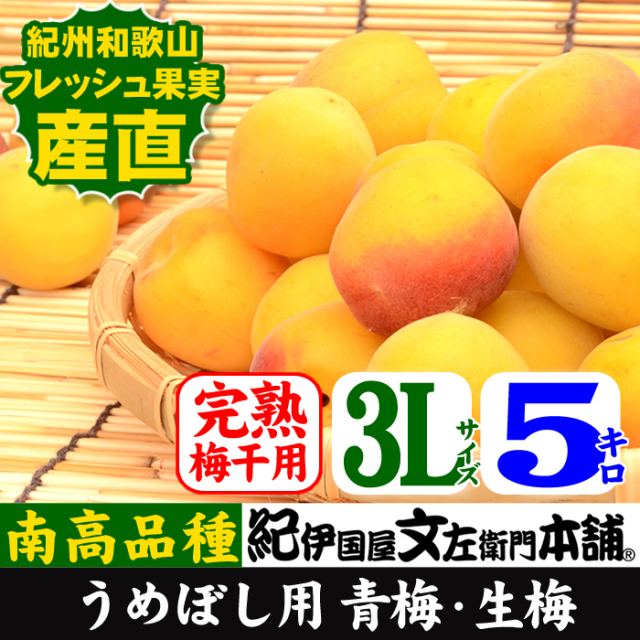 ホットマン セール 和歌山産】【完熟】”朝獲り”青梅 南高品種【梅酒・梅干用 フルーツ・果実